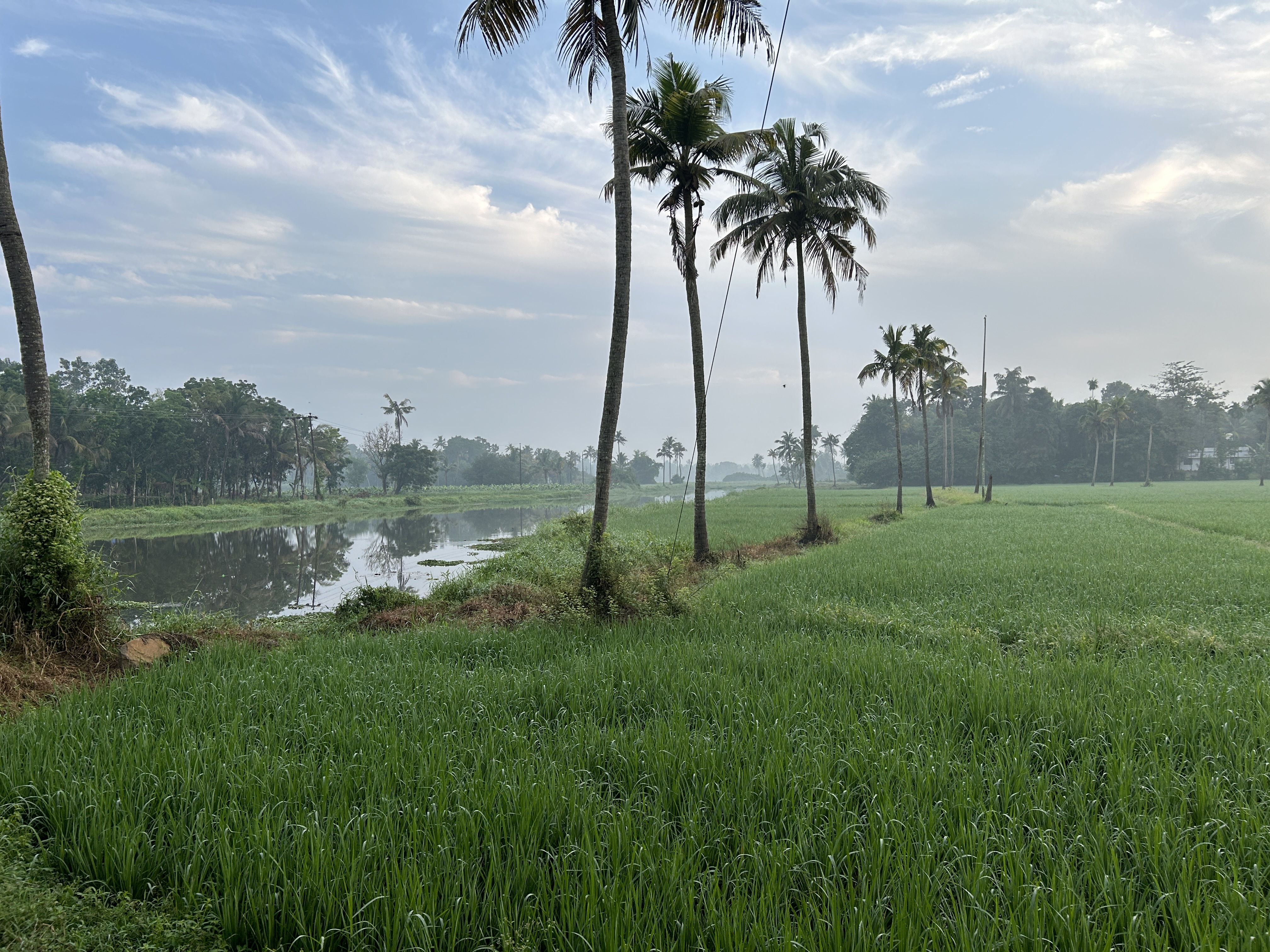 Peaceful backwater scene with coconut palms