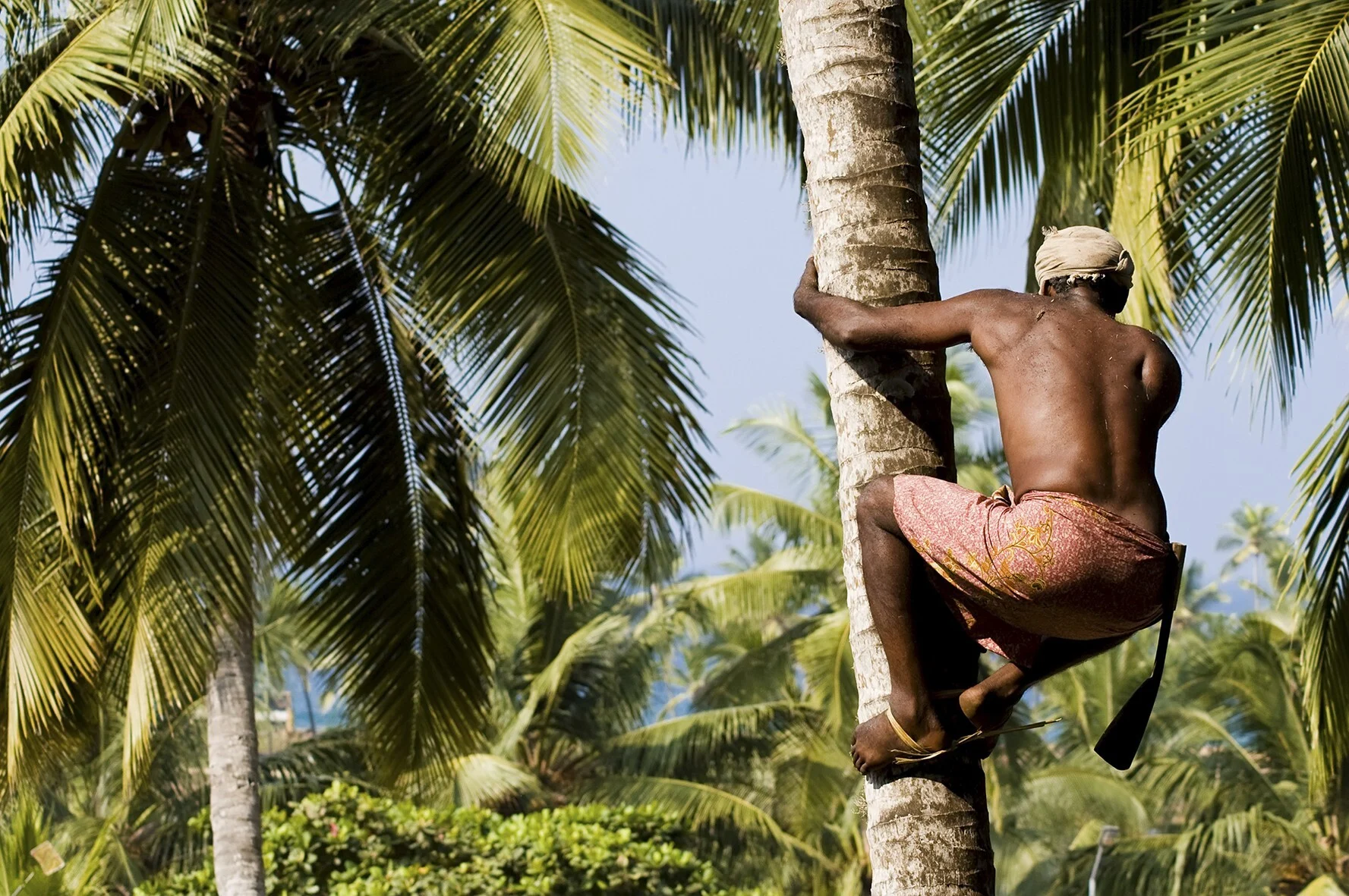 Coconut Climbing